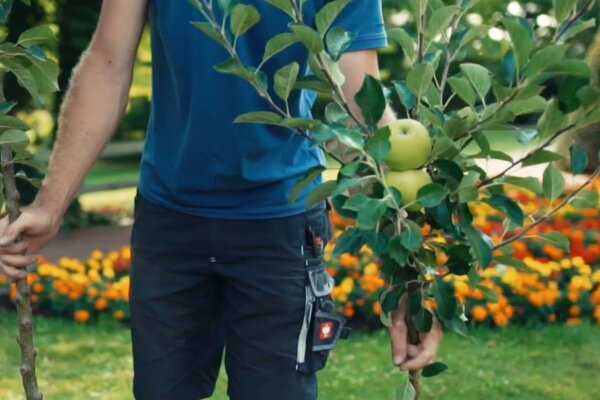 Obstbaum setzen