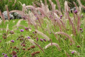 Die schönsten herbstblühenden Stauden und Gräser