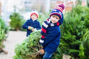 Weihnachtsbaum-Pflege leicht gemacht