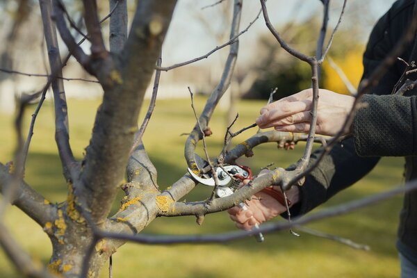 Obstbaum richtig schneiden