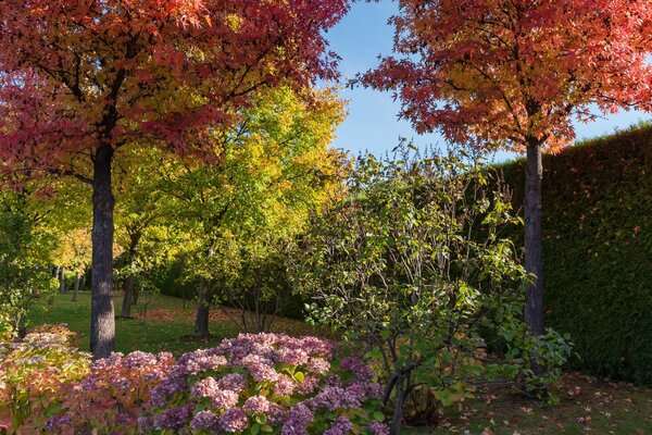 Ein Fest der Farben: Die schönsten mehrjährigen Pflanzen im Herbst