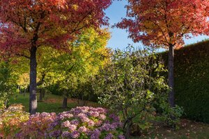 Ein Fest der Farben: Die schösten Bäume und Sträucher im Herbst