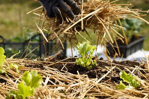 Mulchen - Warum du deine Beete unbedingt mulchen solltest