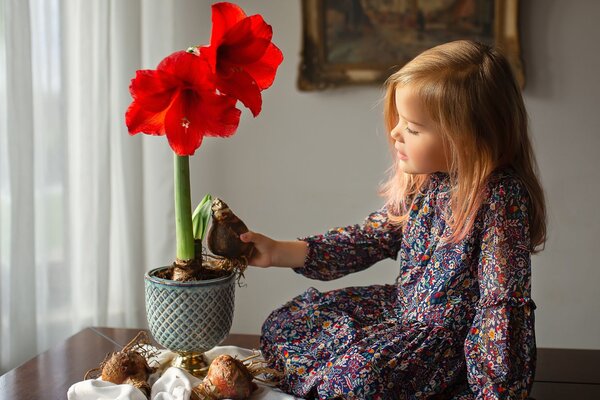 Die zauberhafte Amaryllis – Pflegeleicht und ein echter Hingucker