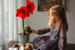 Die zauberhafte Amaryllis – Pflegeleicht und ein echter Hingucker