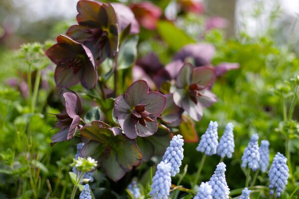 Winter- und Frühlingszauber: Die faszinierende Welt der Helleborus