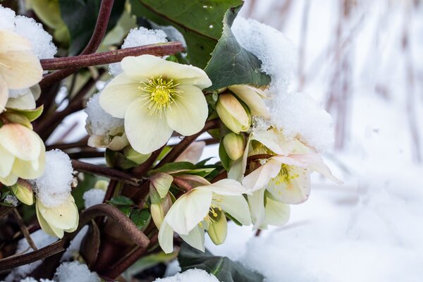 Thermogenese bei Pflanzen – Wenn die Natur die Heizung aufdreht