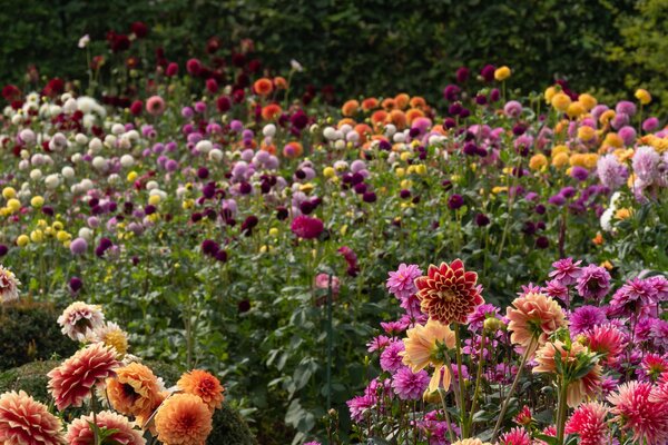 Sommerblühende Blumenzwiebeln - ein bunter Blumenstrauß