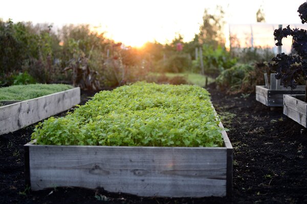 Gründüngung: Vorteile, Pflanzen & Tipps für Herbst und Frühling