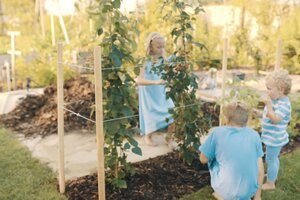 Brombeeren richtig pflanzen