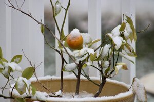 Kübelpflanzen auswintern