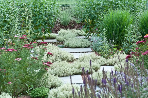 Pflanzen für einen trockenheitsverträglichen Garten