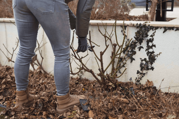 Rosen richtig schneiden - Anleitung für alle Rosenarten