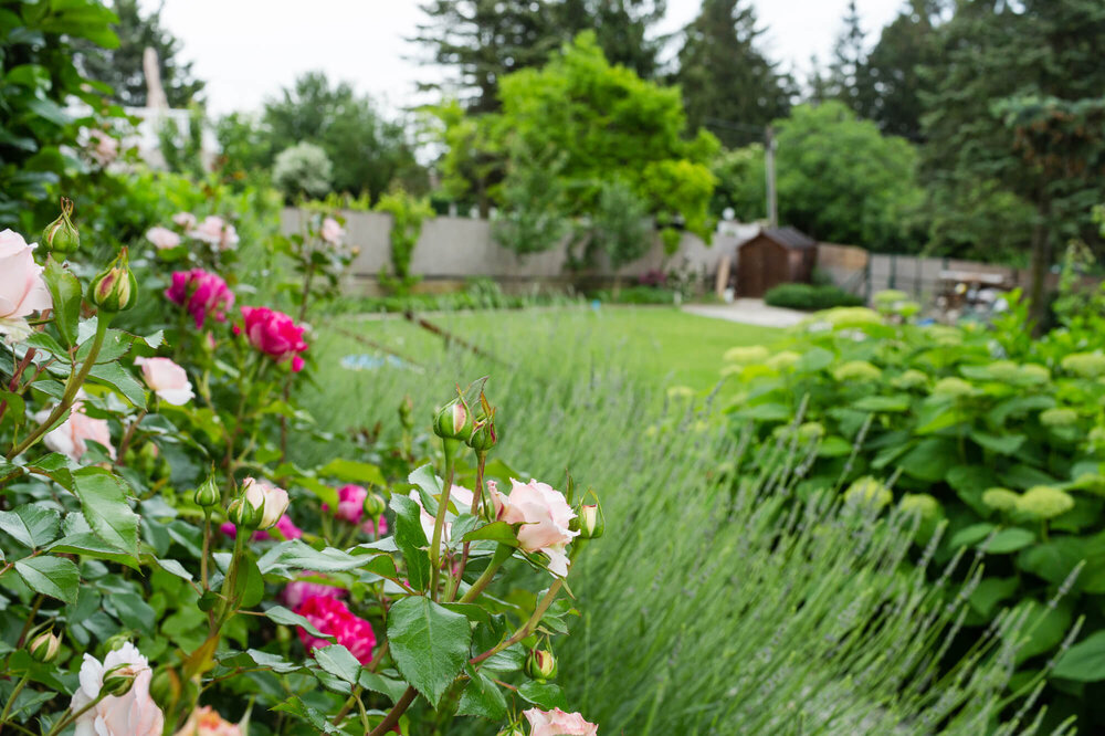 Blühender Garten