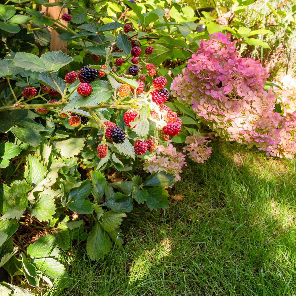 Kleiner Wohnungsgarten