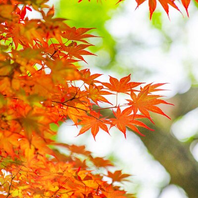 Acer freemanii 'Autumn Blaze'®