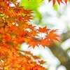 Acer freemanii 'Autumn Blaze'®