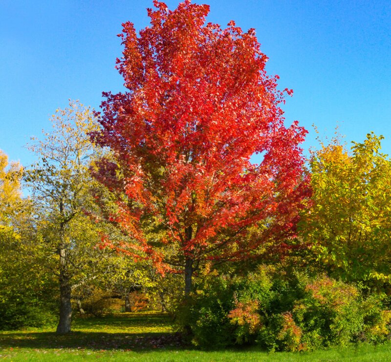 Acer freemanii 'Autumn Blaze'®