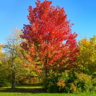 Acer freemanii 'Autumn Blaze'®