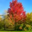 10-12 cm Stammumfang Acer freemanii 'Autumn Blaze'®