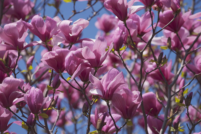 Magnolia sprengeri 'Galaxy'