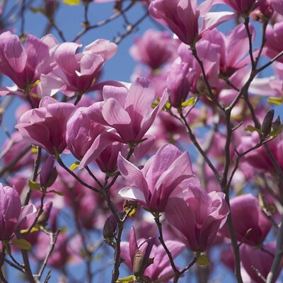 Magnolia sprengeri 'Galaxy'