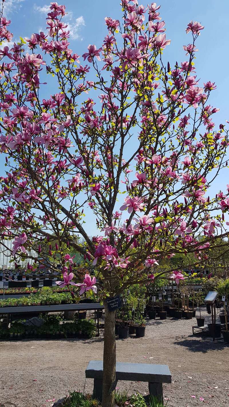 Magnolia sprengeri 'Galaxy'