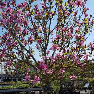 Magnolia sprengeri 'Galaxy'