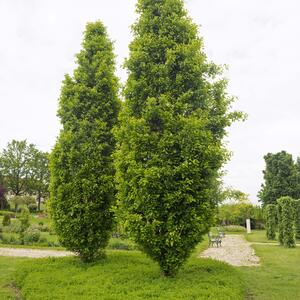 Quercus robus Fastigiata Koster
