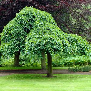 Morus alba 'Pendula'