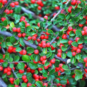 Cotoneaster dammeri Queen of Carpets