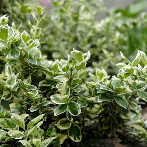 Euonymus fortunei Emerald Gaiety