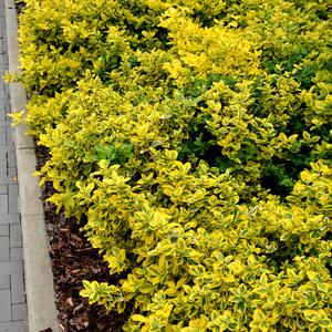 Euonymus fortunei Emeraldn Gold