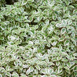 Euonymus fortunei Emerald Gaiety