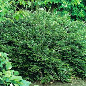 Lonicera nitida Maigrün