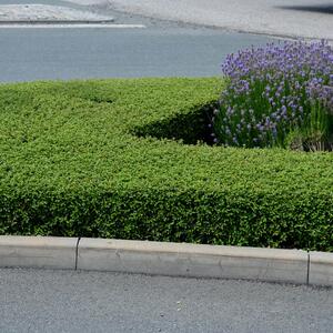 Lonicera nitida Maigrün