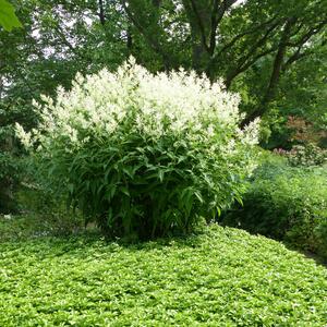 Pachysandra terminalis