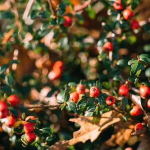 Cotoneaster dammeri Radicans