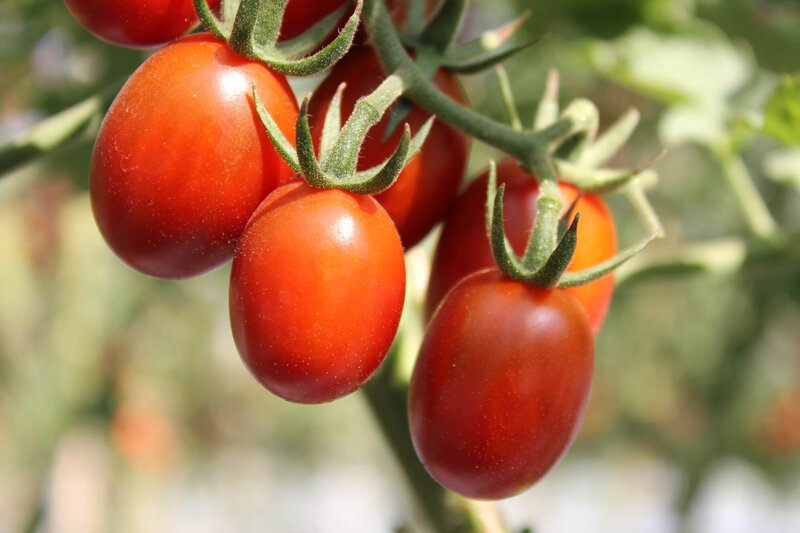 Solanum lycopersicum 'Dattored'