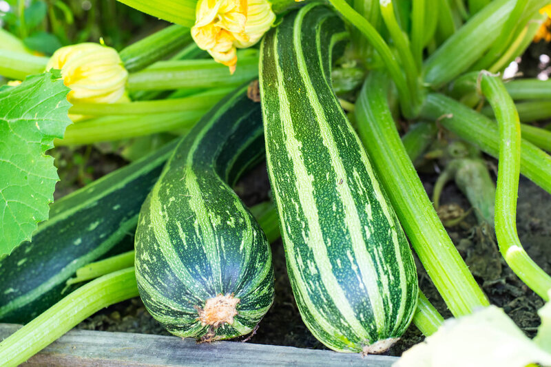 Cucurbita pepo var. giromontiina