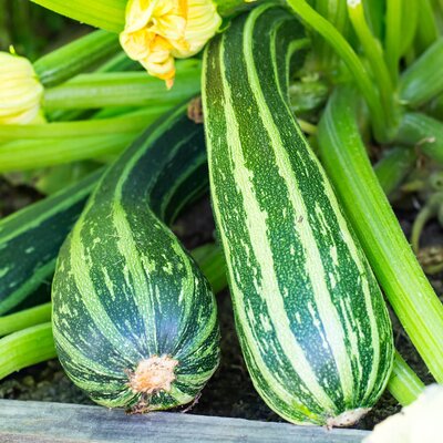 Cucurbita pepo var. giromontiina