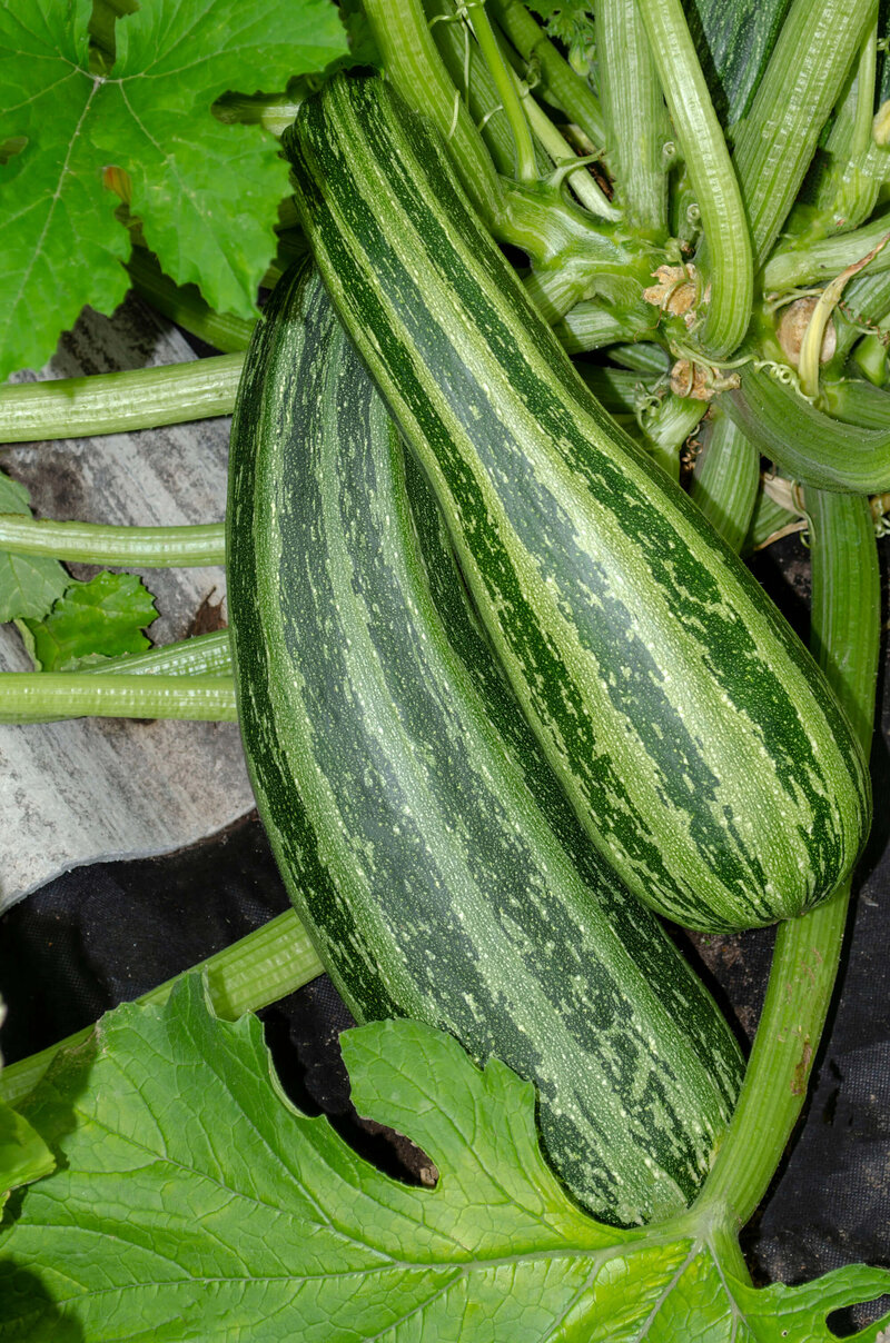 Cucurbita pepo var. giromontiina
