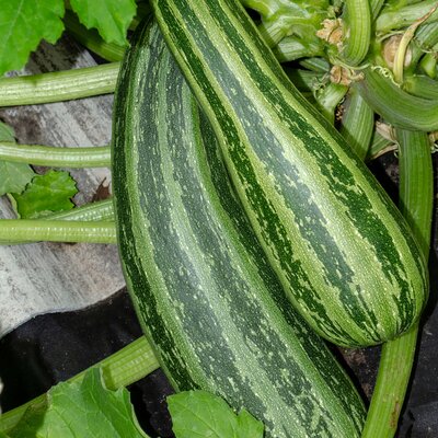 Cucurbita pepo var. giromontiina