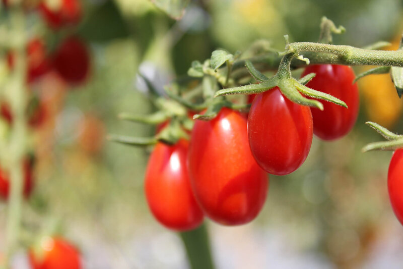 Solanum lycopersicum  'Semalus'