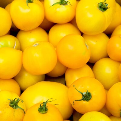 Solanum lycopersicum 'Lemon Boy'
