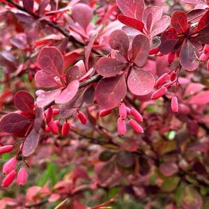 Berberis ottawensis 'Superba'