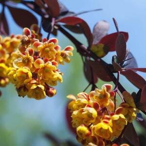 Berberis ottawensis 'Superba'
