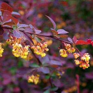 Berberis ottawensis 'Superba'