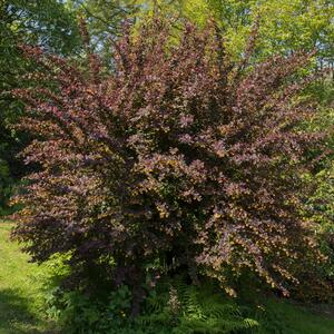 Berberis ottawensis 'Superba'