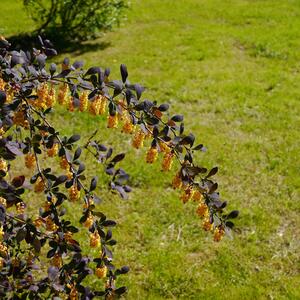 Berberis ottawensis 'Superba'